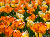orange and gold spring tulip field background
