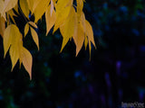 golden fall leaves contrasts the dark background