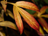 golden leaf turning red in fall