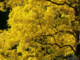 golden locust tree in fall background
