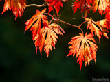 beautiful background of golden orange fall maple leaves