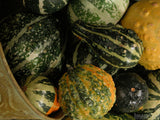 thanksgiving gourds and squash in metal cone