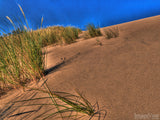 grasses on a hill of sand