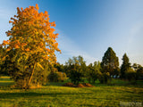 grassy park yellow fall tree in autumn