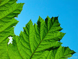 closeup of leaf in blue sky