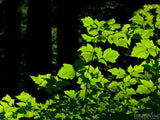 sunlight on the green leaves