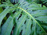 large green tropical leaf