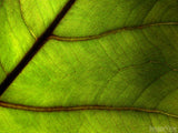 delicate pattern in green leaf looks like veins