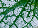 closeup of white and green leaf pattern
