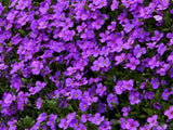 purple background of ground cover flowers