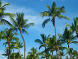 blue sky and a group of palm trees