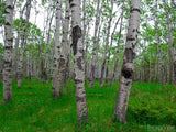 grove of silver birch trees