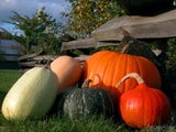 harvest of squash