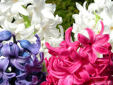 hyacinths bunches in white pink and purple