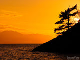 wind blown tree on a island with golden sky background