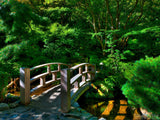 lush green forest Japanese garden bridge