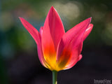 spring backgrounds tulip kiss by the sun
