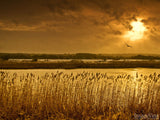 golden background of grasses in the lake country