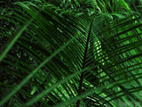 easter palm sunday leafy palm branch