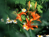 wild spring lilies and daisies