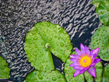 lily pad and pin flower in the rain