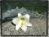 easter lily and flowing water