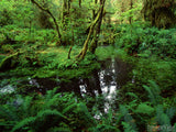 lush green forest bog