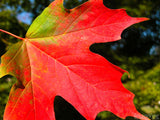 red green yellow maple leaf in fall