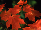 red maple leaves on green background