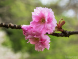 morning blossom spring background