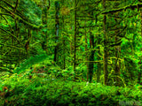 very mossy green forest