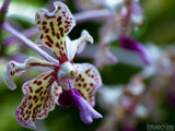 single native orchid with spots
