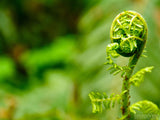 fern opening to new life