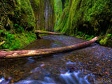 creek and moss green walls of Oneonta gorge