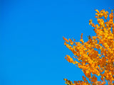 orange leaves on a blue sky