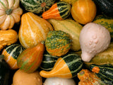 ornamental gourds in yellow green and orange