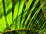 palm branch closeup