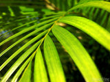 green palm branches