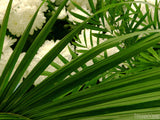 easter palm leaves and flowers