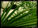 palm leaves and flowers