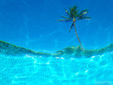 underwater photo of palm tree reflection in pool