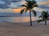 palm tree on sand beach at sunset
