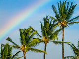 palm trees under the rainbow