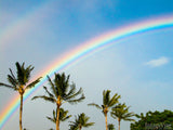 palm trees in row with rainbow and blue sky paradise