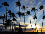 grove of palm trees at sunset