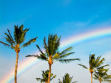 rainbow behind palm trees