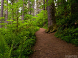path through the forest of ferns