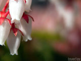 spring pieris japonica