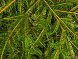 closeup of pine boughs