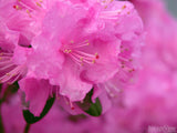 a background of pink azaleas